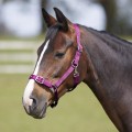 Bitz ADJ Headcollar (Clearance Item)